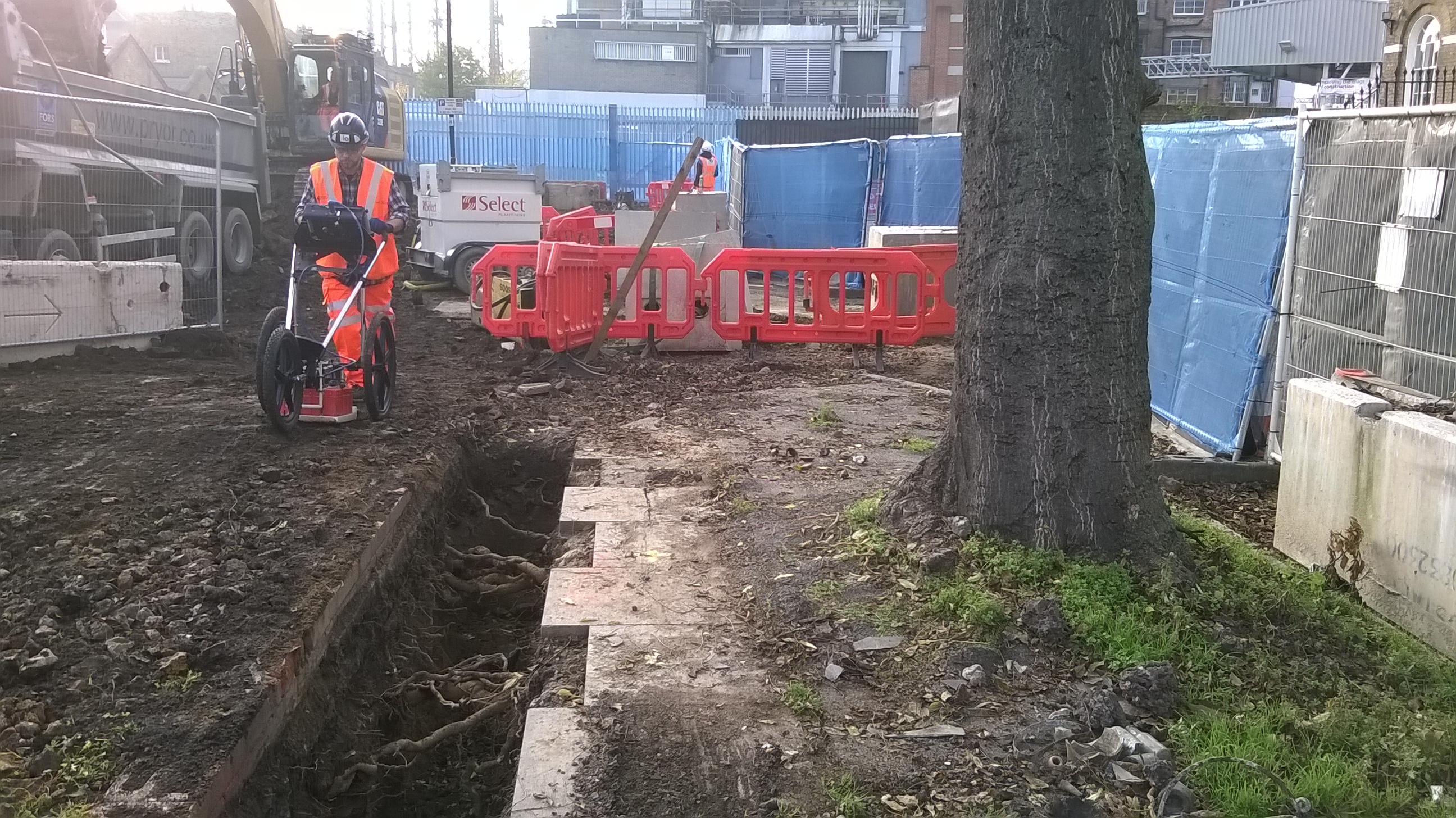 » Protected tree root survey Best Practice Hub